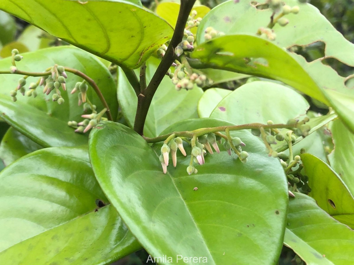 Shorea lissophylla Thwaites